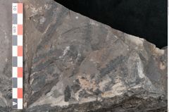 Foto (Detailansicht) von Sigillaria sp.  (NHMW-GEO-2024-0188-11243)